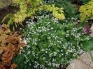 Brunnera macrophylla 'Mr. Morse' "