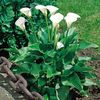 Zantedeschia_aethiopica / achizitionat