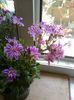 lewisia