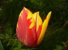 Tulipa Mickey Mouse (2018, April 16)