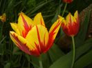 Tulipa Mickey Mouse (2018, April 19)