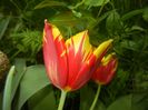Tulipa Mickey Mouse (2018, April 19)