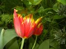 Tulipa Mickey Mouse (2018, April 19)