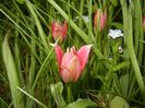 Tulipa Little Beauty (2018, April 17)