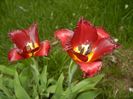 Tulipa Pacific Pearl (2018, April 18)