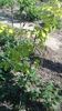 Arborele de stafide