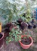 EPUIZAT Liliac mov (boboci roz)