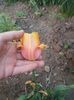 Pink star , teoretic ...