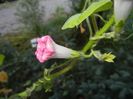 Morning Glory_Ipomoea (2017, Oct.17)