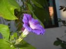 Morning Glory_Ipomoea (2017, Oct.18)