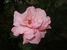 Rose Queen Elisabeth (2017, Sep.05)