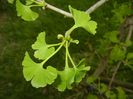 Gingko biloba (2018, April 18)