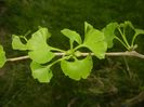 Gingko biloba (2018, April 18)