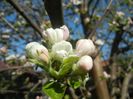 Apple Blossom (2017, April 13)