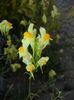 Linaria vulgaris (2017, Oct.18)