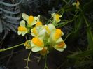 Linaria vulgaris (2017, Oct.18)