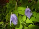 Clematis Pamela Jackman (2018, Apr.19)