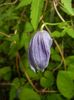 Clematis Pamela Jackman (2018, Apr.19)