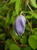 Clematis Pamela Jackman (2018, Apr.19)