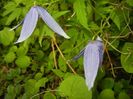 Clematis Pamela Jackman (2018, Apr.21)