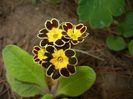 Primula elatior Gold Lace (2018, Apr.17)