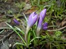 Crocus tommasinianus (2018, March 09)