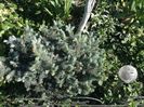 Picea pungens galuca globosa