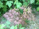 Acer palmatum atropurpureum