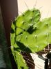 Opuntia