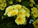 Primula polyanthus Yellow (2018, Apr.17)