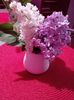 Mai 2018 liliac alb si mov