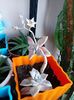 Graptopetalum Paraguayense