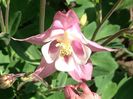 28 Aprilie 2018 primele Columbine înflorite