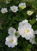 Guernsey cream