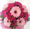 Bunici-GERBERE-ROZ-poza-t-P-n-GERBERA ROZ MARE