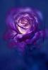 rose_blue