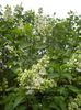 White Lilac Tree (2018, April 15)