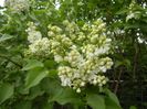 White Lilac Tree (2018, April 15)