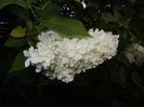 White Lilac Tree (2018, April 27)