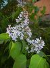 Syringa vulgaris_Lilac (2018, April 21)