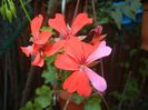 Mini Cascade Geranium (2017, Sep.15)