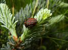 Striped Shield Bug (2014, May 14)