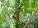 Striped Shield Bug (2014, May 14)