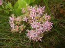 Hylotelephium spectabile (2017, Oct.13)