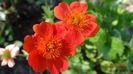 geum