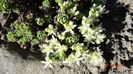 sedum pachyclados