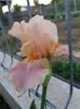 Primul iris inflorit in gradina