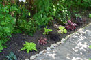 Hoste, Ipomoea batatas, Heuchera