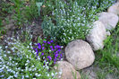 Aubrieta si myosotis