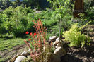 Berberis si Spireea Gold Princess
